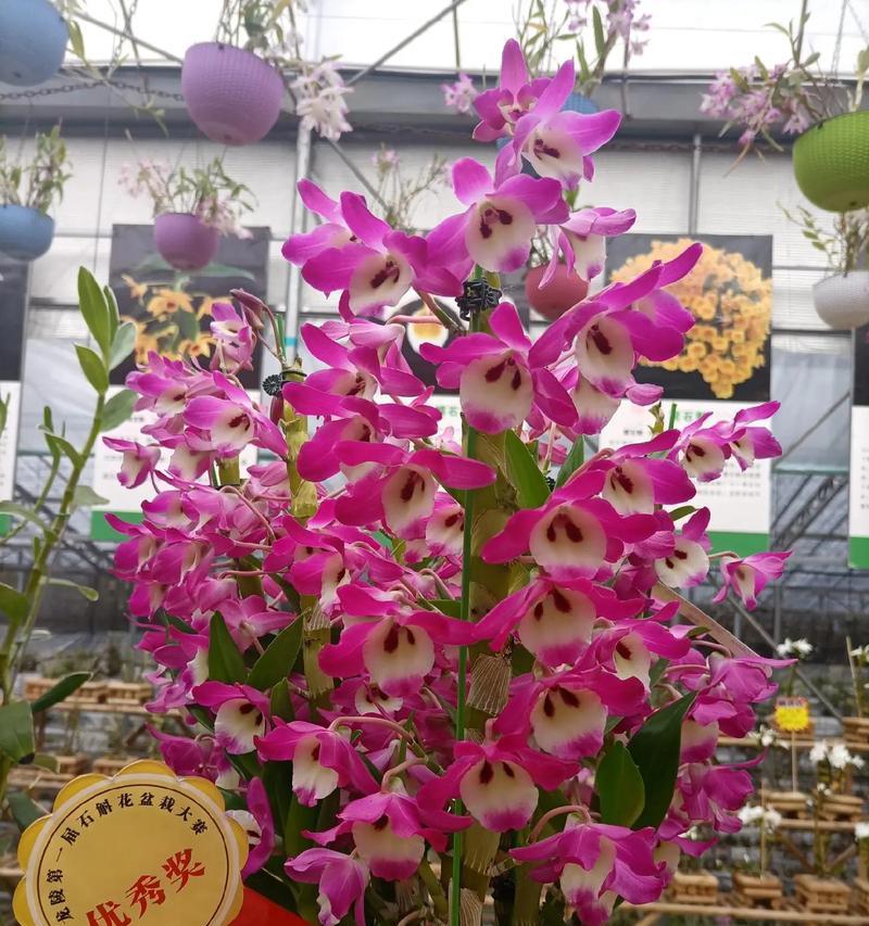 石斛兰花吉祥花语是什么？石斛兰有哪些吉祥寓意？