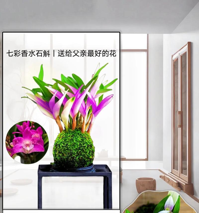 石斛兰花吉祥花语是什么？石斛兰有哪些吉祥寓意？
