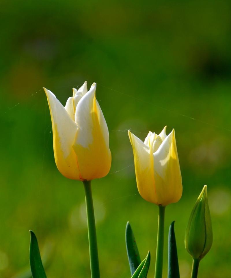 二叶郁金香的寓意是什么？花语代表什么？