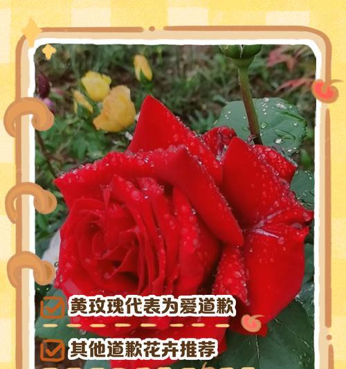 “算了”这个表达的花语含义是什么？