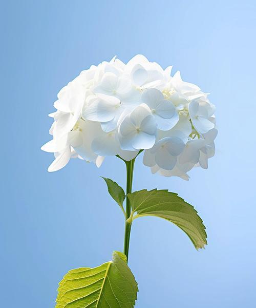 哪种花代表希望的花语？