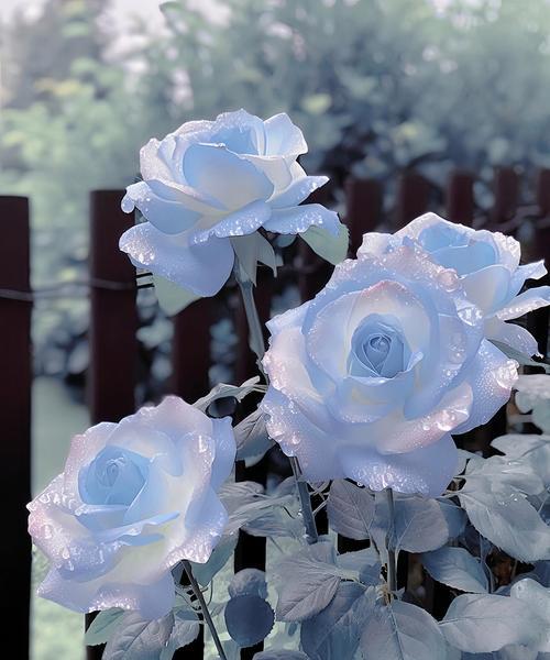 蓝色鲜花的花语有哪些含义？蓝色鲜花代表什么？