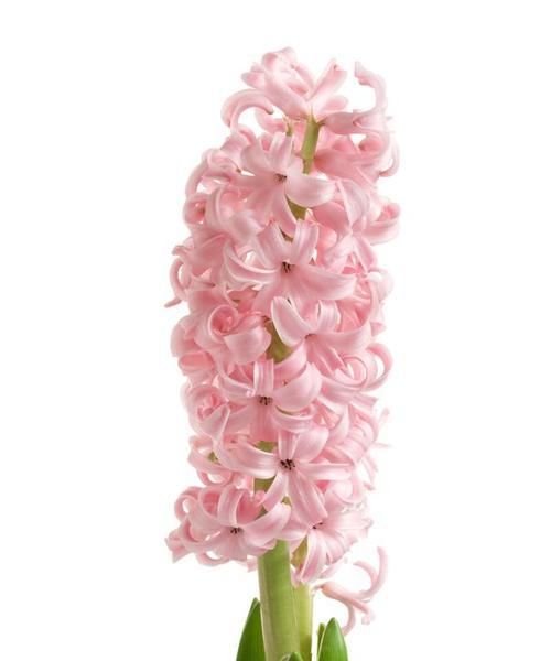 甜酷公主花代表什么？它的花语有何特别之处？