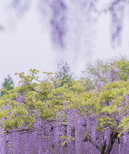 甜酷公主花代表什么？它的花语有何特别之处？