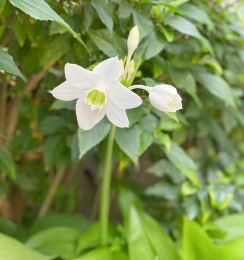渐变粉红掌的花语是什么？它有哪些独特的含义？