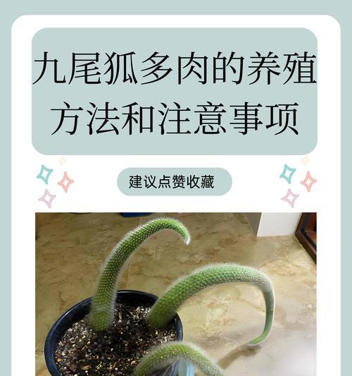九尾狐桃花的花语是什么？桃花在不同文化中的寓意是什么？