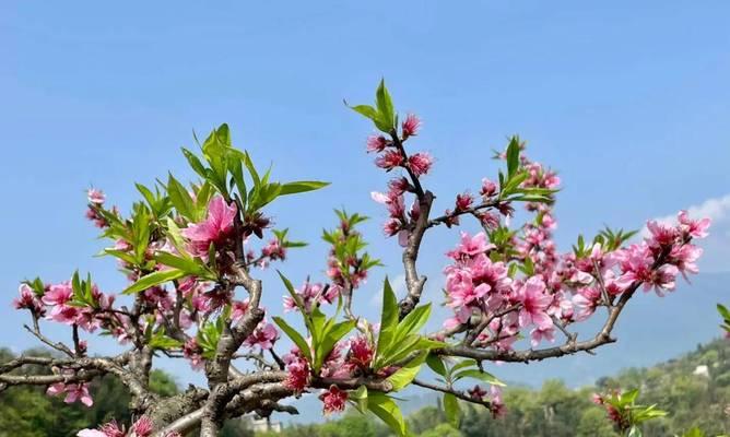 九尾狐桃花的花语是什么？桃花在不同文化中的寓意是什么？