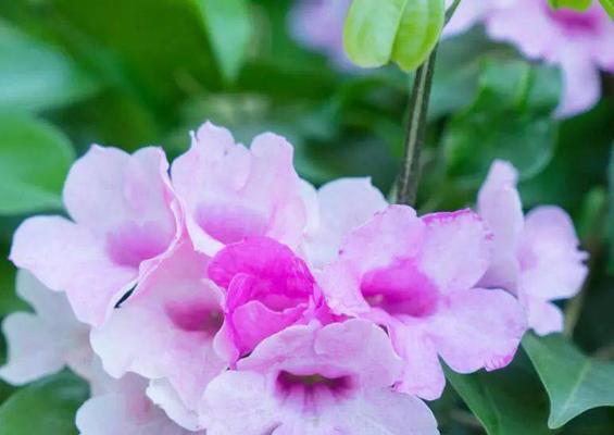 香大蒜头的花语是什么？这种花语在传统中有什么含义？