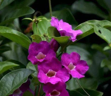 香大蒜头的花语是什么？这种花语在传统中有什么含义？