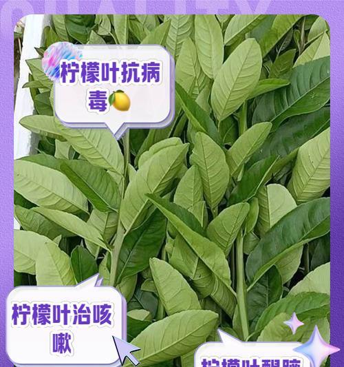 柠檬花语的功效与作用有哪些？