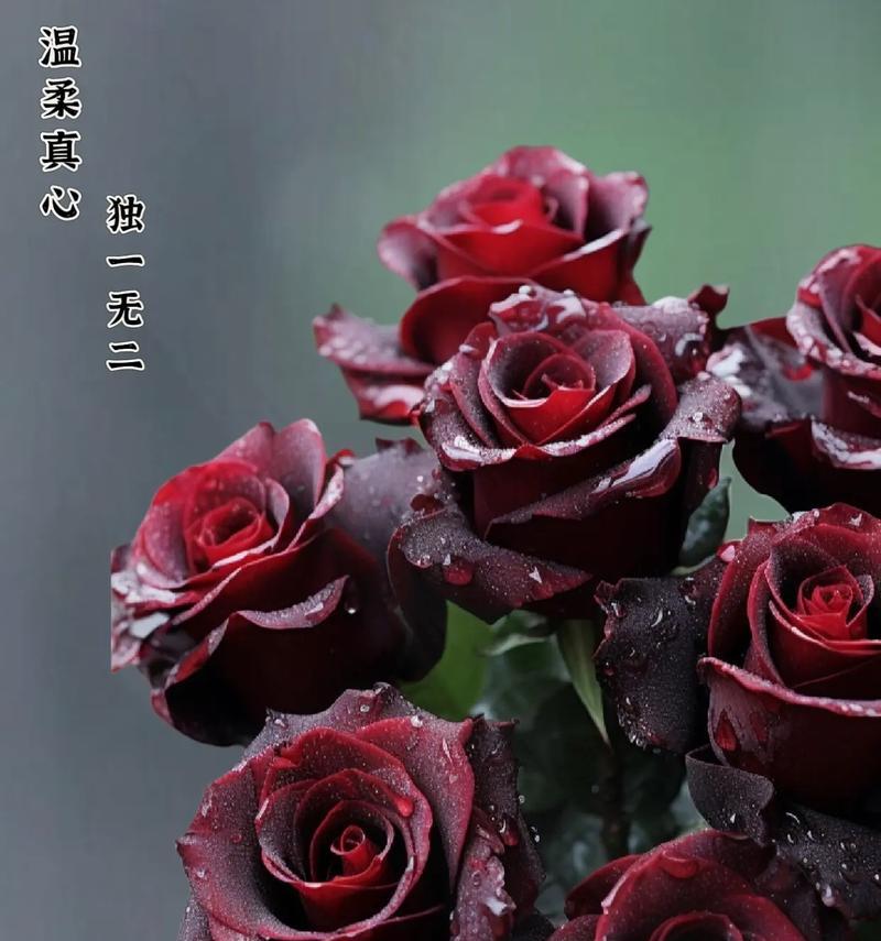 发给女孩子的玫瑰花语是什么？送给女孩的玫瑰有何深意？