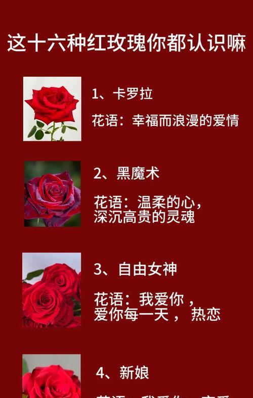 发给女孩子的玫瑰花语是什么？送给女孩的玫瑰有何深意？