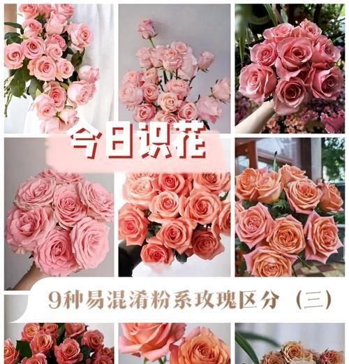 十二个月的花语分别是什么？它们代表了什么？