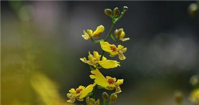 满心花语代表什么动物？满心花语与动物之间有何联系？