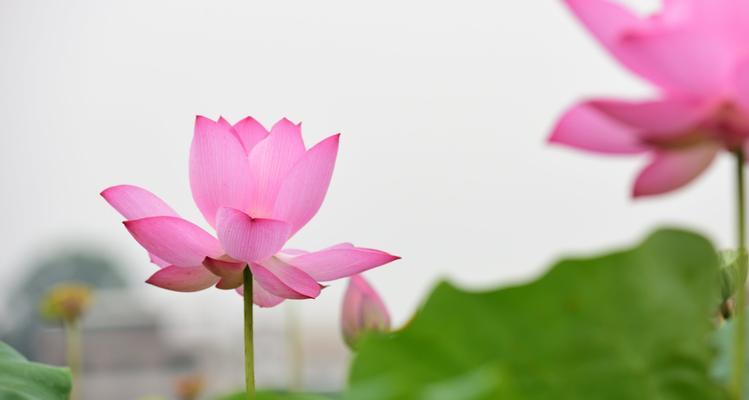 满心花语代表什么动物？满心花语与动物之间有何联系？