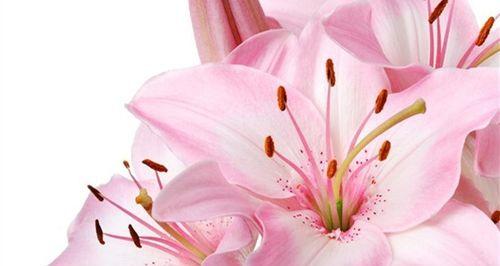 网络花语有哪些新趋势？如何跟上花语流行？