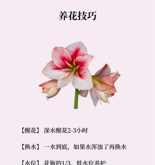 渴望重逢的花语通常用哪种花来表达？它代表了怎样的情感？