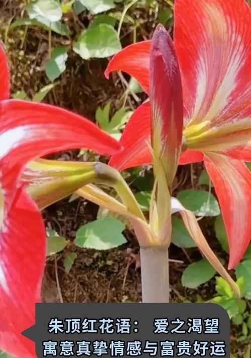 渴望重逢的花语通常用哪种花来表达？它代表了怎样的情感？