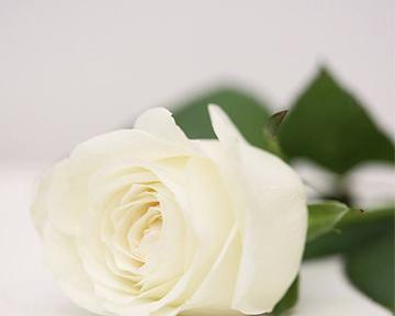 网红款玫瑰雪花花语代表什么？