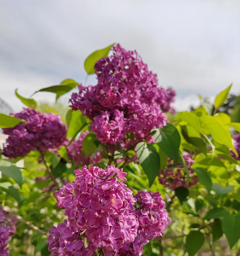 日本紫丁香的花语是什么？紫丁香花在花语中有哪些含义？