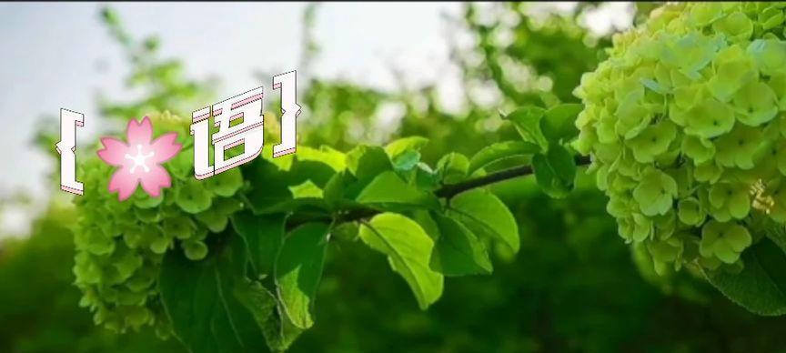 西瓜的花语是什么？它有什么特别含义？