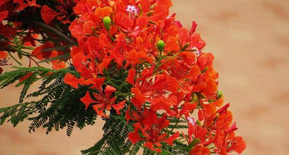 云雀花的花语和寓意是什么？它代表了什么？