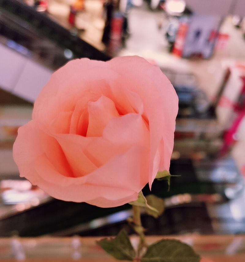 粉色百合园花语大全包含哪些寓意？