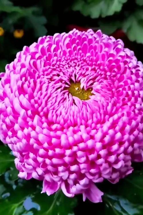 粉色百合园花语大全包含哪些寓意？