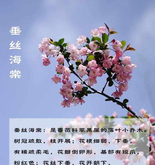 金海棠的花语有何寓意？
