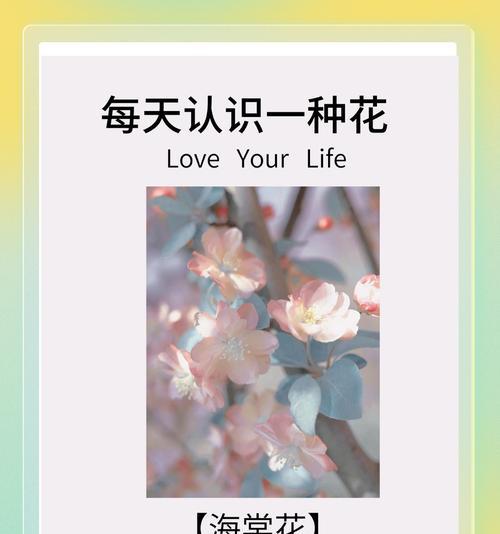 金海棠的花语有何寓意？