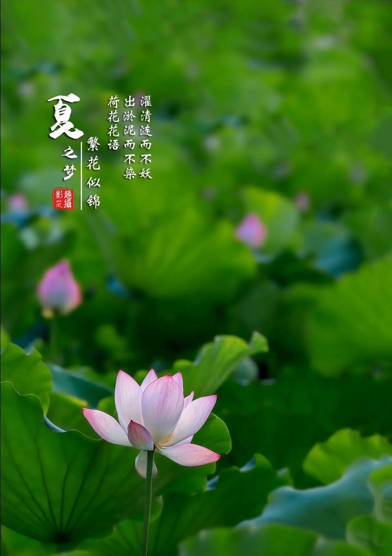 繁花的花语寓意包含哪些？