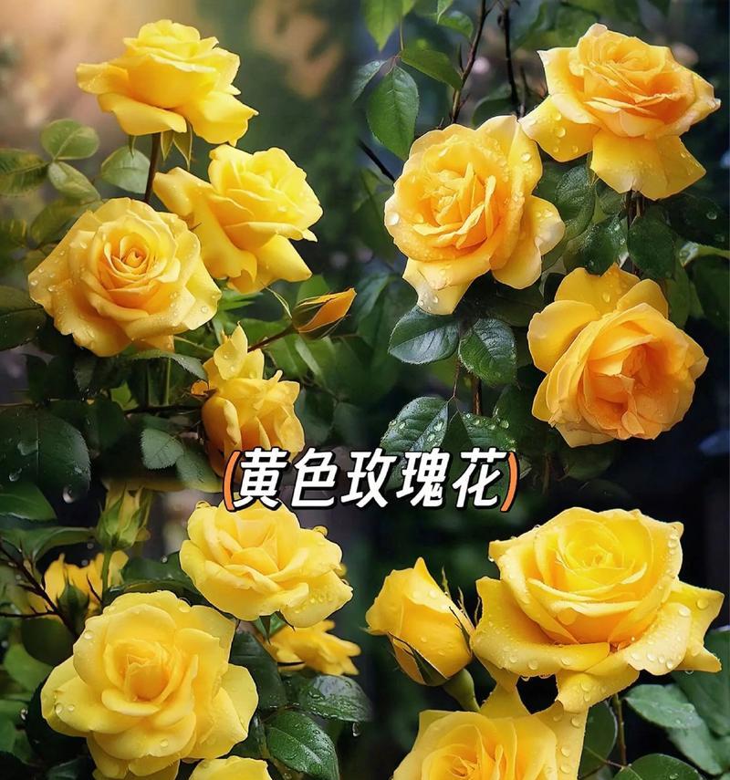 多束玫瑰花的花语代表什么？多束玫瑰花语的含义是什么？
