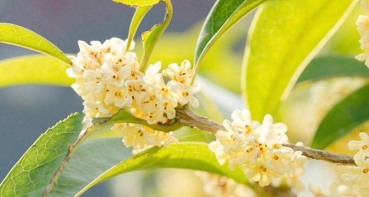 桂花树的花语有何特别之处？桂花树花语代表了什么？