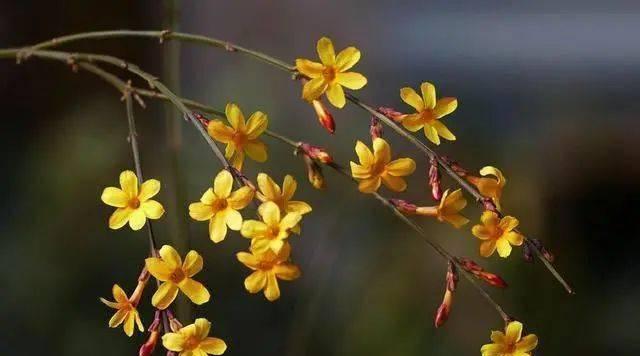 清冷张扬的花语代表什么？哪种花具有这样的特质？