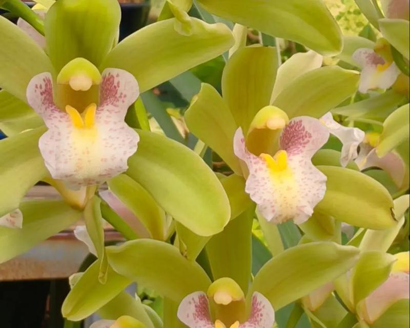 清冷张扬的花语代表什么？哪种花具有这样的特质？