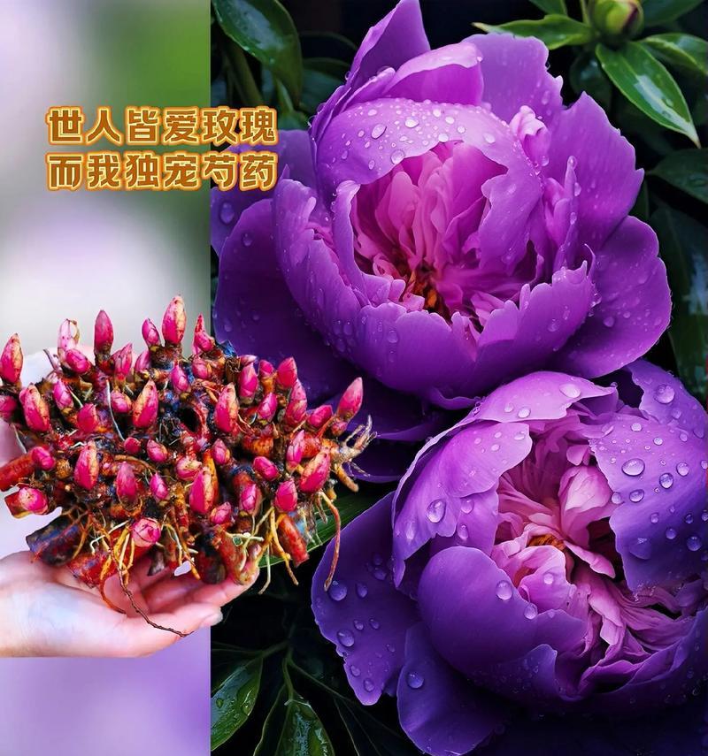 牡丹花语的深层含义是什么？