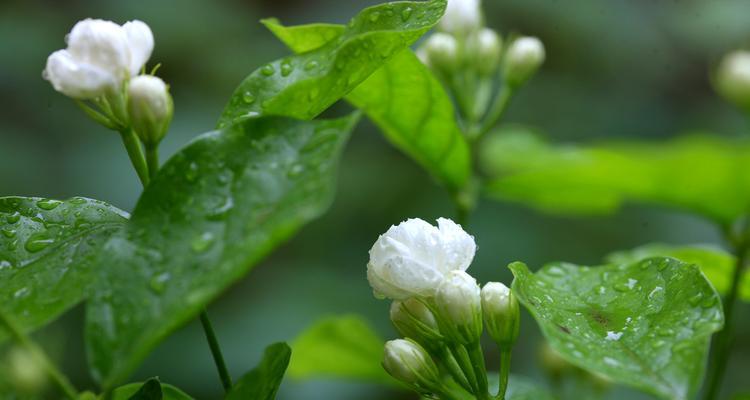6枝茉莉花的花语是什么？它有何吉祥寓意？