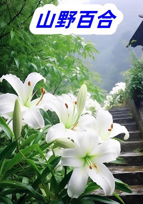 冷艳高级的花代表什么？它传递了哪些情感？