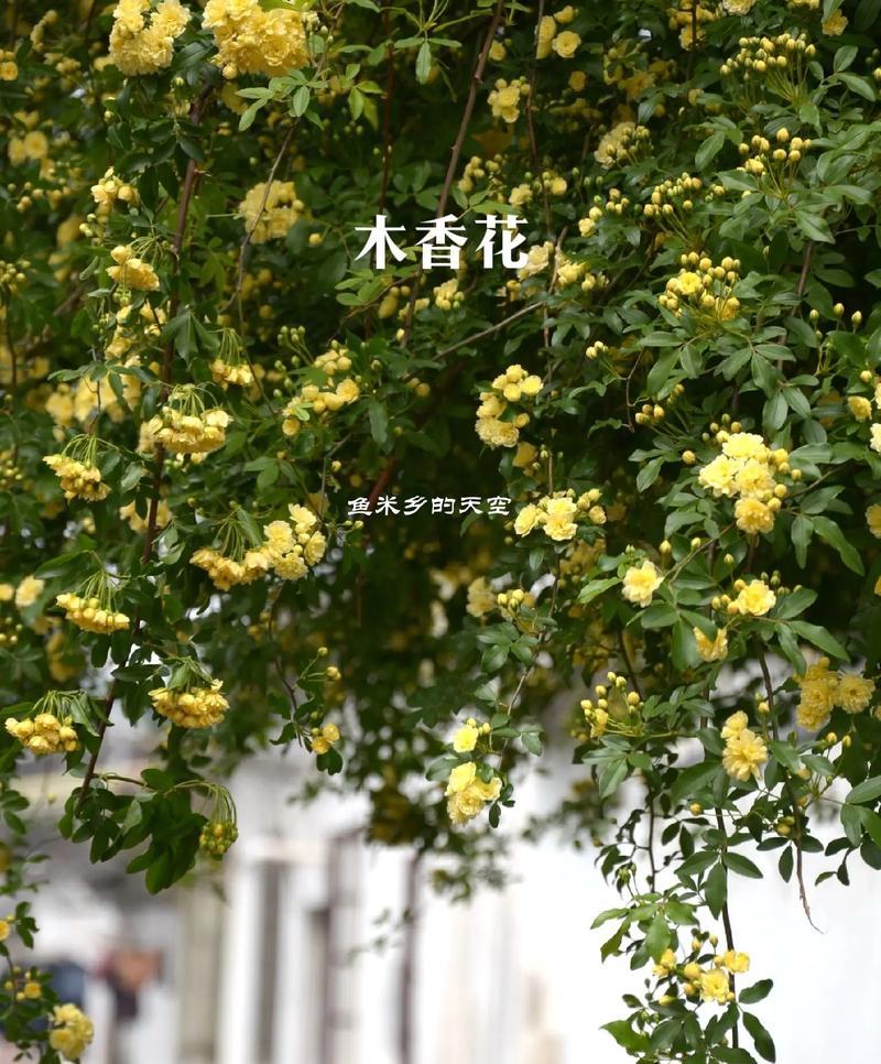 哪种花代表国际花语中的真实？