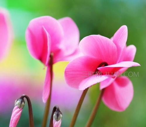 四字先生的花语是什么意思？四字先生代表什么花语？