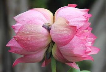 四字先生的花语是什么意思？四字先生代表什么花语？