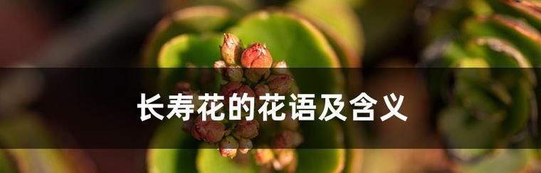 四字先生的花语是什么意思？四字先生代表什么花语？