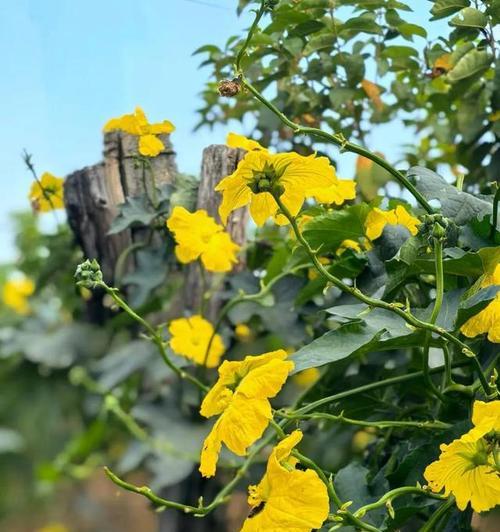 野花芳草的花语是什么？野花芳草代表了什么？