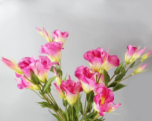 粉色桔梗花象征着什么？