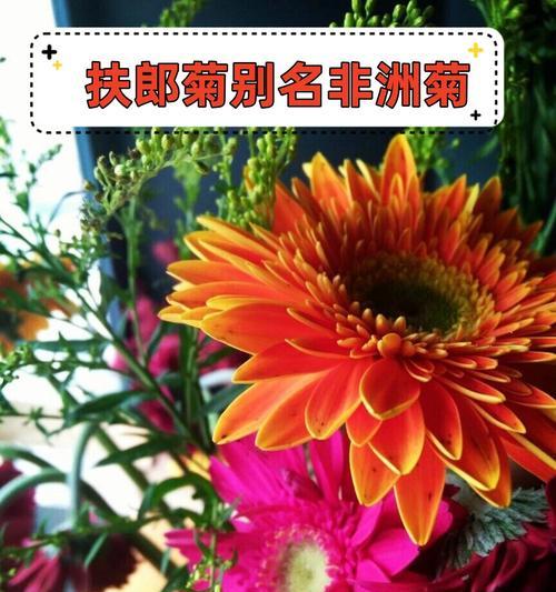 菊花的花语和花期有何特别之处？它通常用来表达什么？