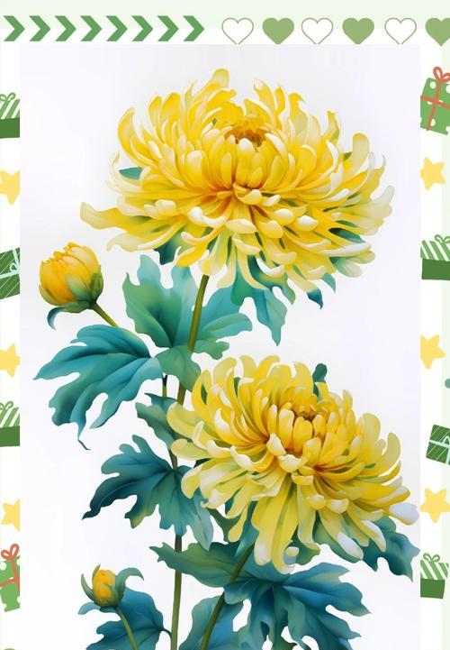 菊花的花语和寓意是什么？