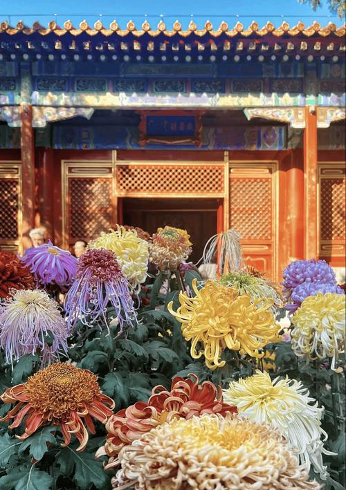 菊花的花语和寓意是什么？