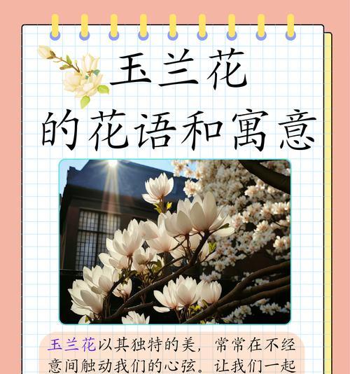 绒毛花的花语代表什么？它在花语中承载了哪些意义？
