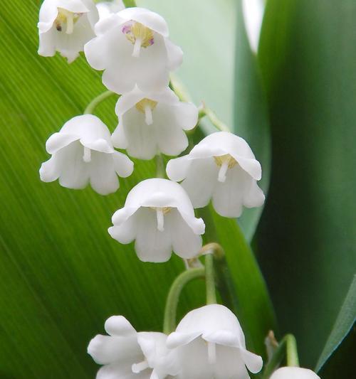绿野星空花语是什么？如何用花语描绘自然之美？