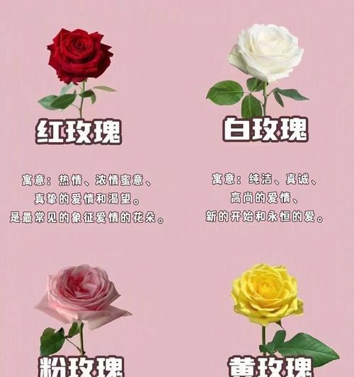 玫瑰花语爵色代表什么含义？